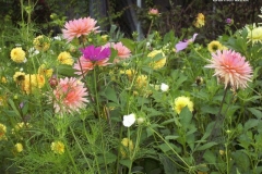 Blumenbeet mit Dahlien